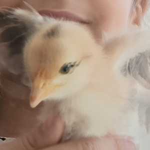 جوجه ها عزیز 💐